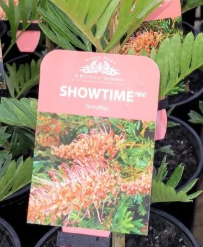 GREVILLEA 'Show Time'