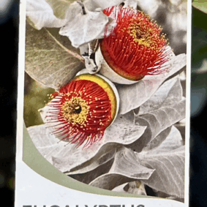 EUCALYPTUS macrocarpa