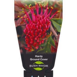 GREVILLEA hybrid 'Fish Bone Flat' GR13001