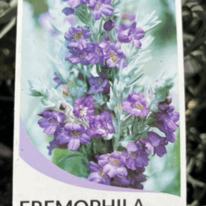 EREMOPHILA nivea