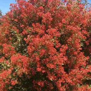 Ceratopetalum gummiferum 'Alberys red'