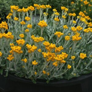 CHRYSOCEPHALUM apiculatum 'Silver Sunburst'