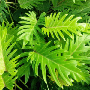 PHILODENDRON 'Xanadu'