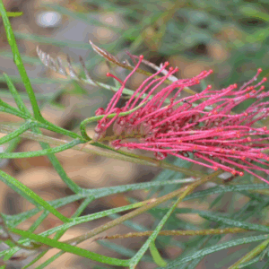 Grevillea ‘Red Hooks’