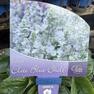 SALVIA Elite Series