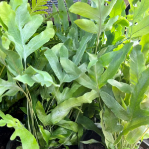 PHLEBODIUM aureum 'Blue Star Fern'