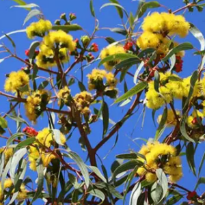 Eucalyptus erythrocorys
