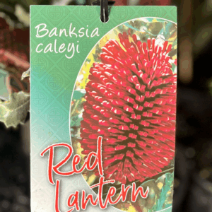 BANKSIA caleyi 'Red Lantern'