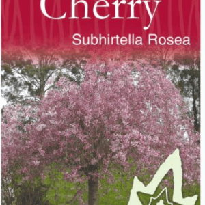 PRUNUS subhirtella (Weeping Cherry) 'Rosea'