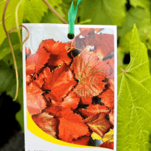 VITIS vinifera 'Ornamental Grape'