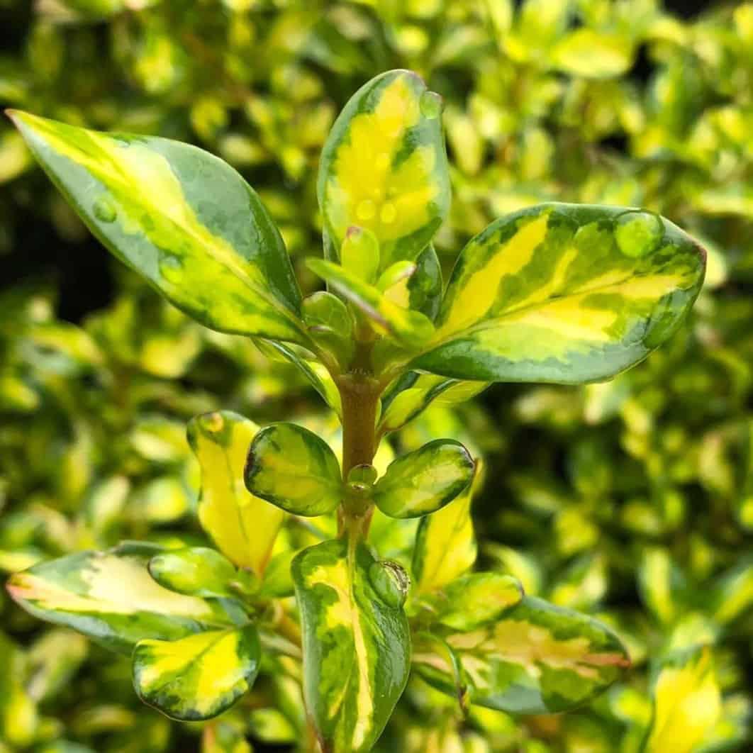 COPROSMA 'Lemon Lime'