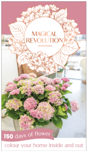 HYDRANGEA 'Pink Magical Revolution'