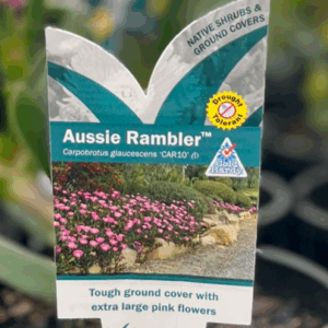 CARPOBROTUS glaucescens (CAR10) 'Aussie Rambler'