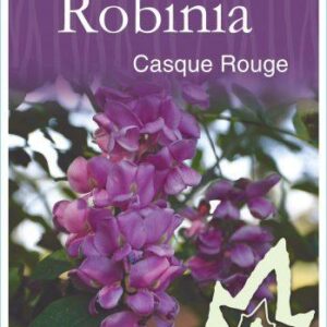 ROBINIA 'Casque Rouge'