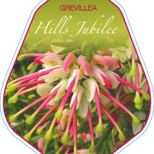 Grevillea 'Hills Jubilee'