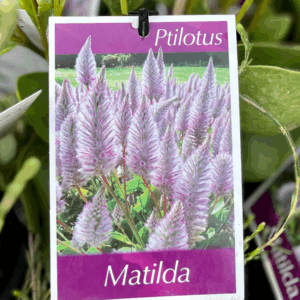 PTILOTUS 'Matilda'