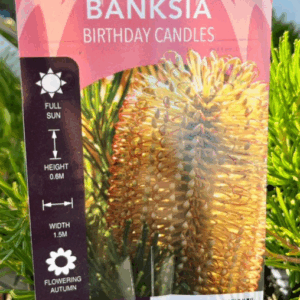 BANKSIA spinulosa 'Birthday Candles'
