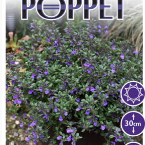 Acinos 'Purple Poppet'