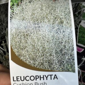 Leucophyta brownii
