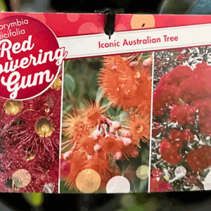 CORYMBIA ficifolia (Red Flowering Gum)