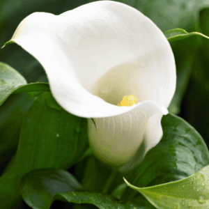 ZANTEDESCHIA rehmanii (Calla Lily)