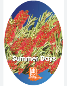 CALLISTEMON 'Summer Days'