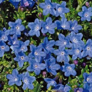 LITHODORA 'Grace Ward'
