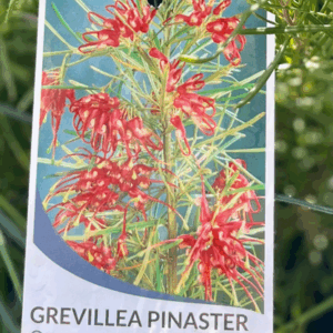GREVILLEA pinaster 'Compact Form'