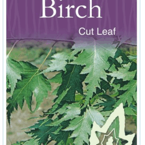 BETULA pendula 'Dalecarlica' (Cut Leaf Birch)