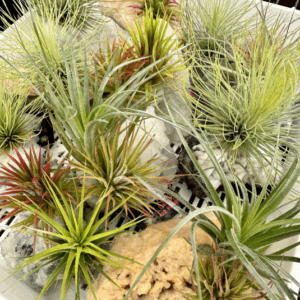TILLANDSIA Varieties (Air Plants)