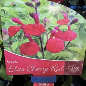 SALVIA Elite 'Cherry Red'