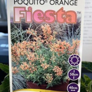 Agastache POQUITO® Orange 'Fiesta'