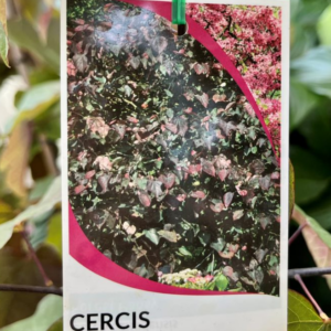 CERCIS canadensis 'Forest Pansy'