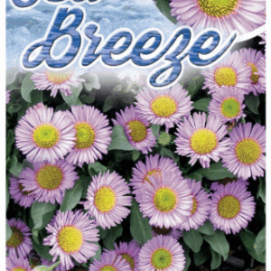 ERIGERON 'Sea Breeze'