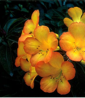 RHODODENDRON Vireya