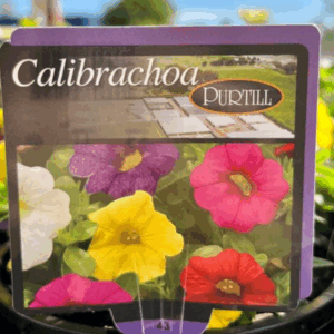 CALIBRACHOA Varieties
