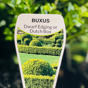 BUXUS sempervirens suffruticosa (Dutch Box)