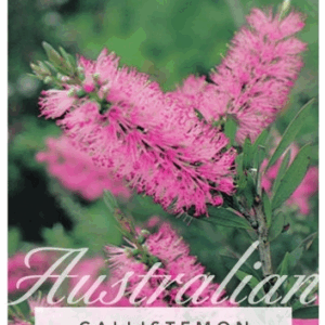 CALLISTEMON 'Reeves Pink'