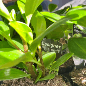 PEPEROMIA obtusifolia