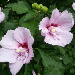 ALYOGYNE huegelii 'Delightfully Double'