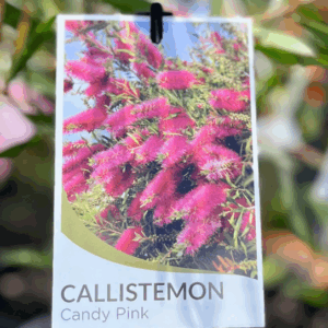 CALLISTEMON 'Candy Pink'