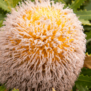 BANKSIA baueri (Wooly banksia)