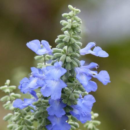 SALVIA 'Azure Blue'