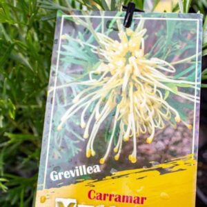 GREVILLEA olivacea hybrid 'Carramar Yellow'