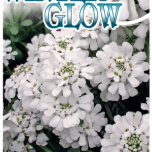 IBERIS ‘Winter Glow’