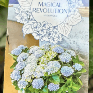 HYDRANGEA 'Blue Magical Revolution'