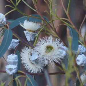 Eucalyptus globulus