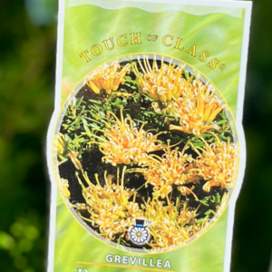 GREVILLEA juniperina prostrate 'Gold'
