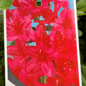 AZALEA kurume 'Hino-de-Giri'