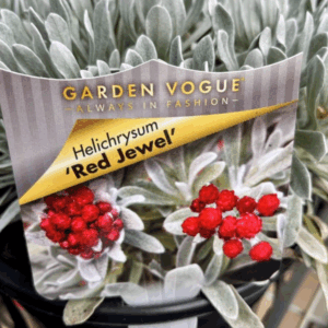 HELICHRYSUM 'Red Jewel'